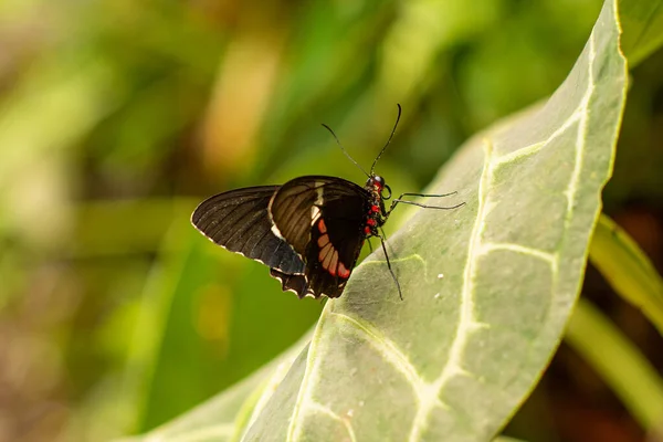 Kis Gyönyörű Pillangó Zöld Levél Makró — Stock Fotó