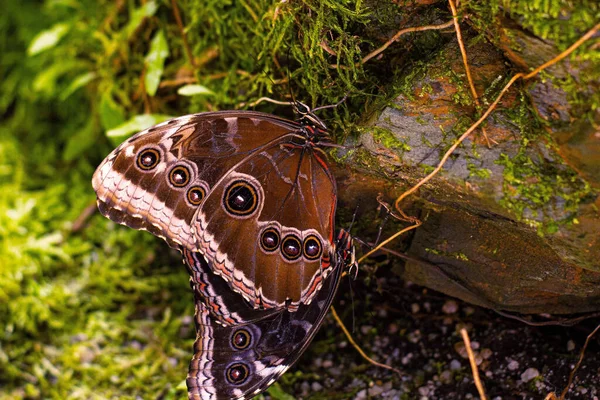 热带褐色蝴蝶在自然石上的特写 — 图库照片