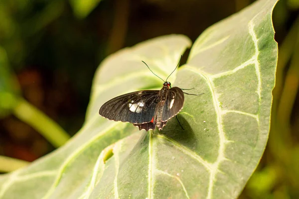 緑の葉のマクロ上の小さな美しい蝶 — ストック写真