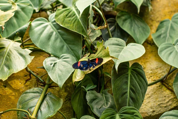 Kis Pillangó Zöld Levelek Között — Stock Fotó