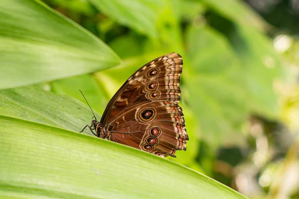 緑の葉の中のブラウン蝶マクロ — ストック写真