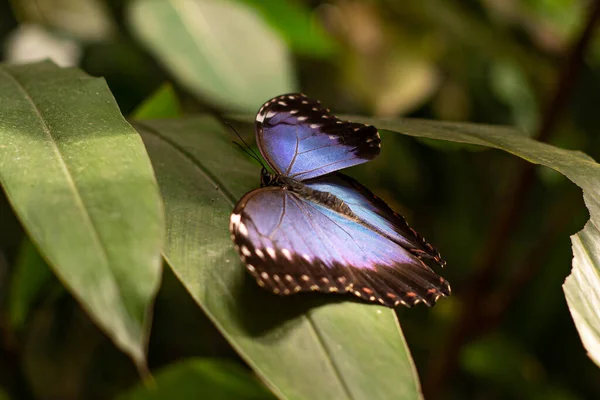 Blå Monark Fjäril Makro Naturen — Stockfoto