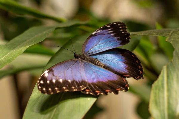 青の君主蝶マクロ自然の中で — ストック写真