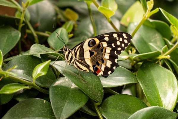 Macro Papillon Coloré Dans Nature — Photo