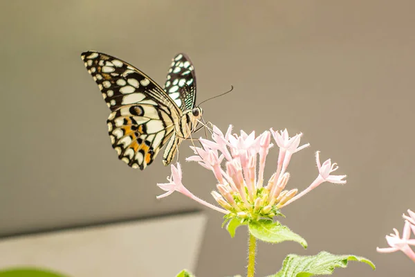 ピンクの花マクロ上の蝶の美しさ — ストック写真