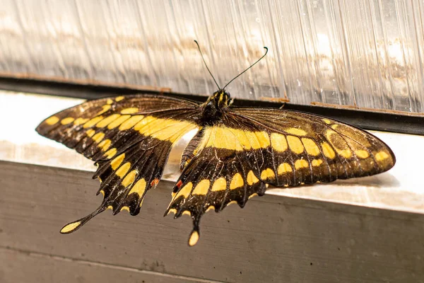 나비의 아름다움 — 스톡 사진
