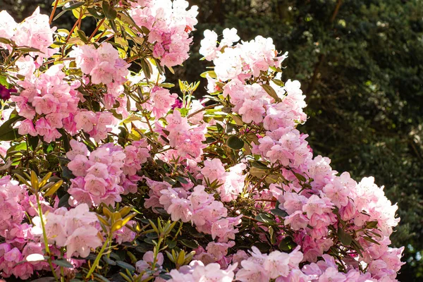 Azalea Ροζ Ανθίζει Στο Πάρκο — Φωτογραφία Αρχείου