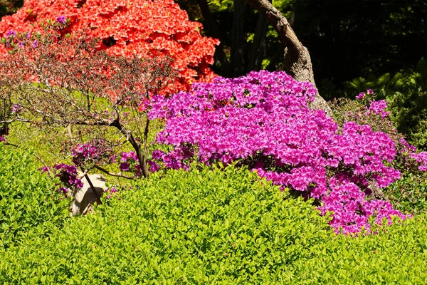 Primavera Brilhante Florescendo Jardim — Fotografia de Stock