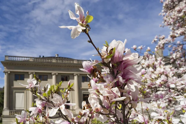 Geneva Switzerland Magnolia Spring Time April 2018 Magnolia Plant Species Stock Image