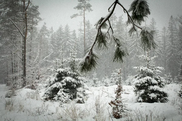 A sneefall in the forest . — Stock Photo, Image