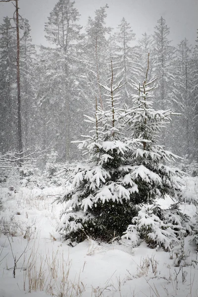 A sneefall in the forest . — Stock Photo, Image