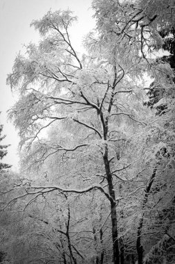 Ormanda bir sneefall .