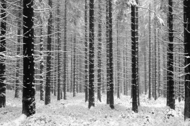 Ormanda bir sneefall .