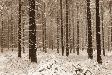 Ormanda bir sneefall .