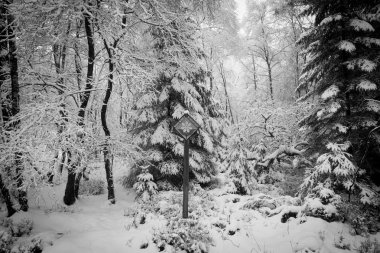 Ormanda bir sneefall .