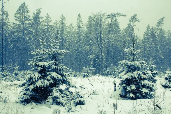 A sneefall in the forest . — Stock Photo, Image