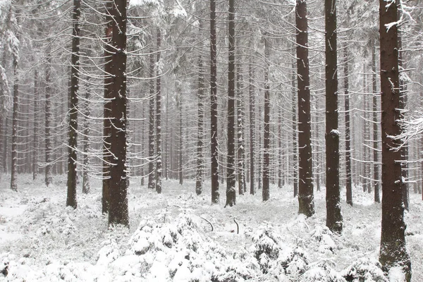 A sneefall in the forest . — Stock Photo, Image