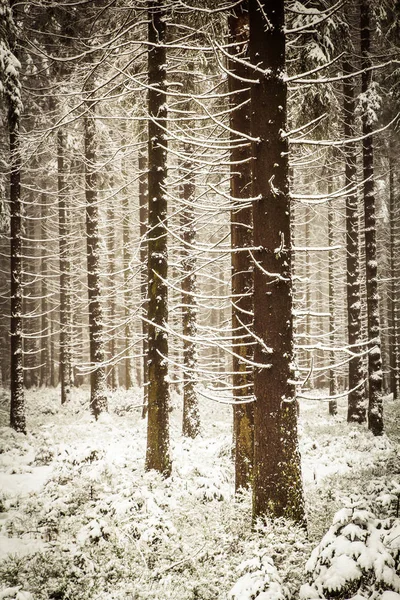 A sneefall in the forest . — Stock Photo, Image