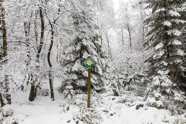 A sneefall in the forest . — Stock Photo, Image