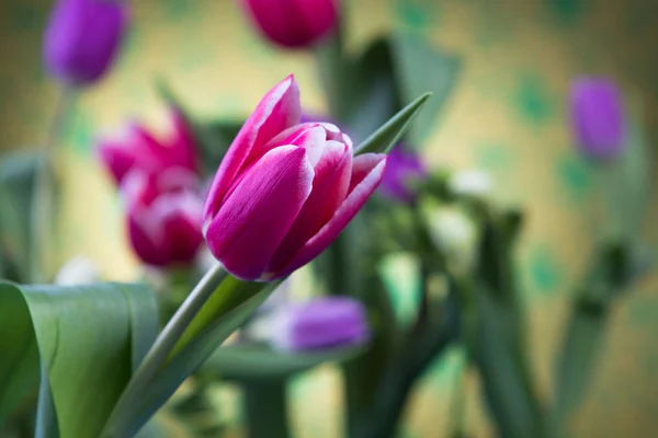 Тюльпани на столі — стокове фото