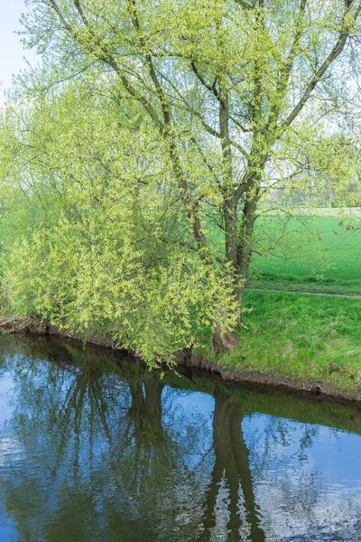 Alberi in fiore — Foto Stock