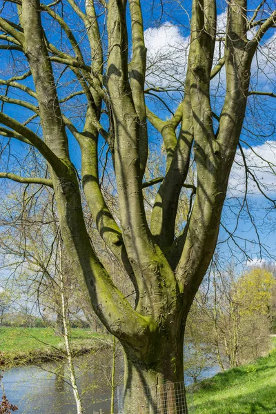 Tree on the banks — Stock Photo, Image