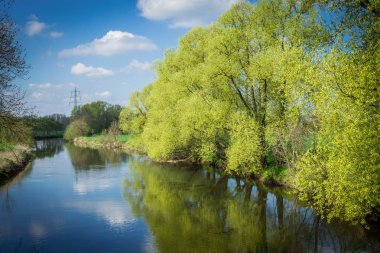 Çiçekleri ağaçlarda