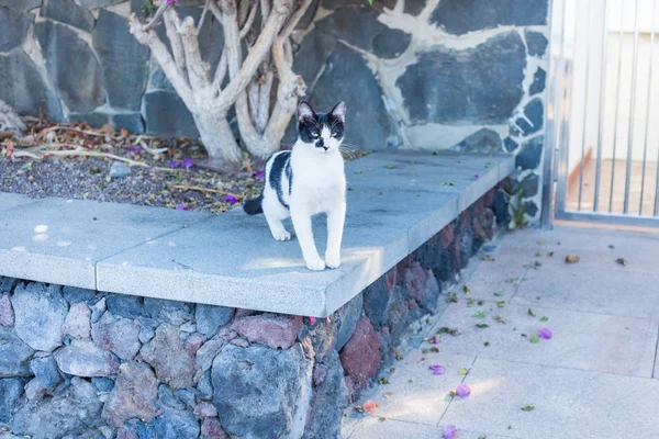 Free-running cat — Stock Photo, Image