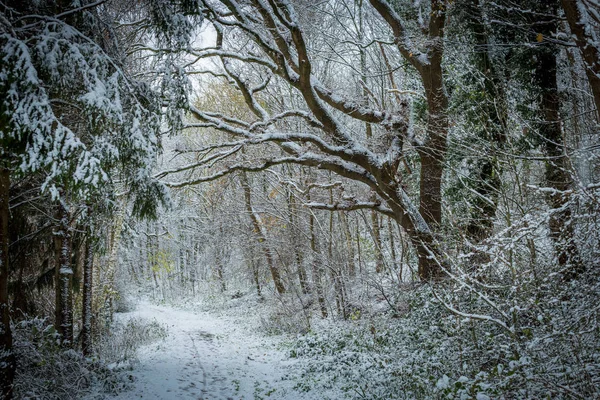 Winter landscap — Stock Photo, Image