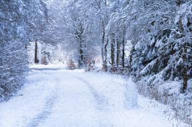 kış orman bir kar yağışı sonra