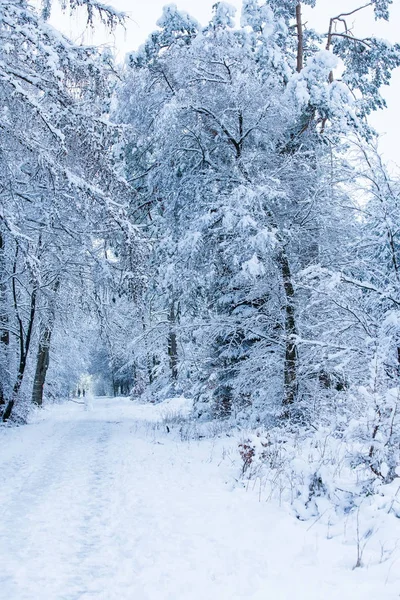 The winter forest after a snowfall — Stock Photo, Image