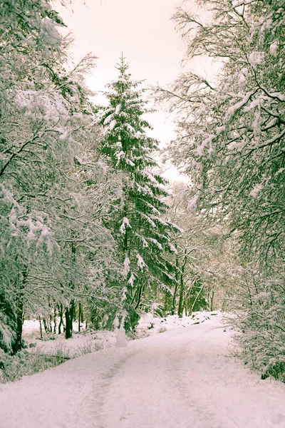 The winter forest after a snowfall — Stock Photo, Image