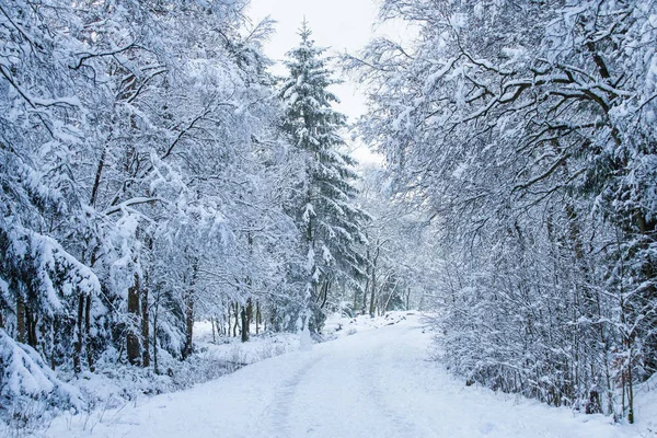 The winter forest after a snowfall — Stock Photo, Image