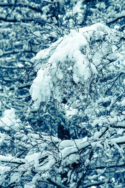 La foresta invernale dopo una nevicata — Foto Stock