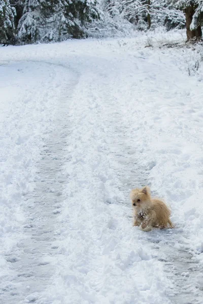 Little dog is playing in the snow — Stock Photo, Image