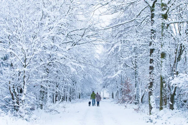 People are walking in the snow-covered forest — Stock Photo, Image