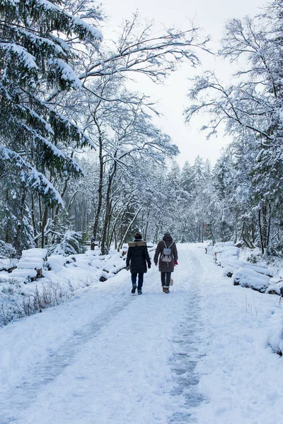 People are walking in the snow-covered forest — Stock Photo, Image