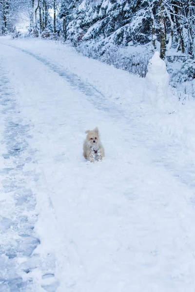 Μικρό σκυλί παίζοντας στο χιόνι — Φωτογραφία Αρχείου