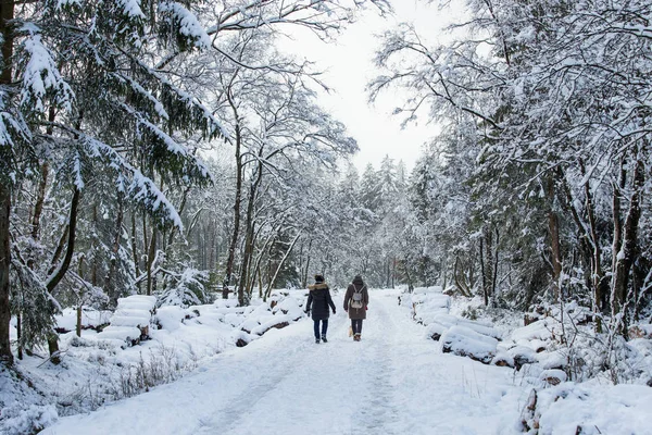 Les gens marchent dans la forêt enneigée — Photo