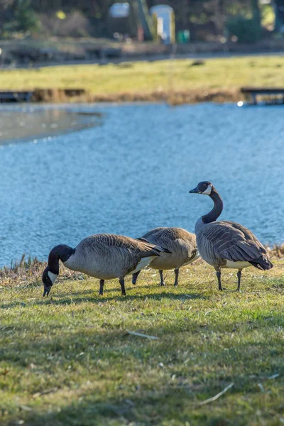 Дикие гуси на берегу озера — стоковое фото
