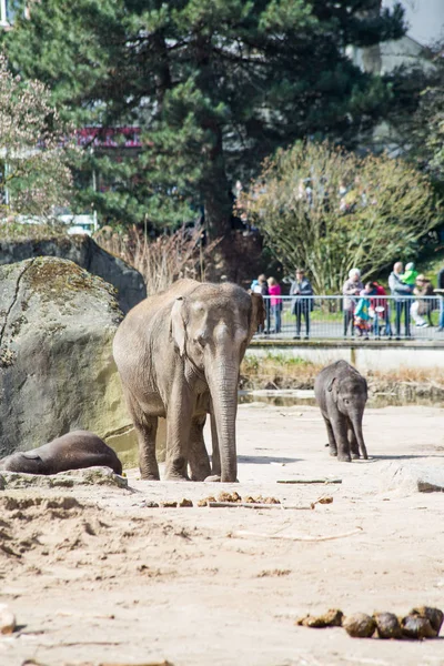 Une famille d'éléphants — Photo