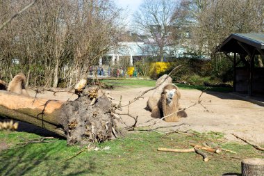 Kahverengi bir deve onun inceleme