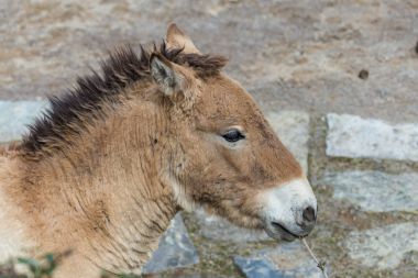 Przewalski'nın atları Hayvanat Bahçesi
