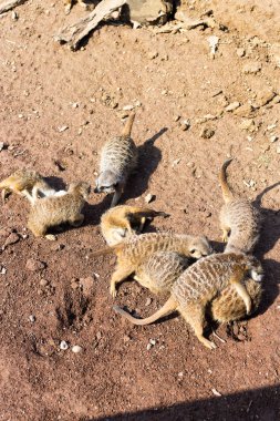 Büyük aile çöl faresi hayvanat bahçesinde olduğunu 