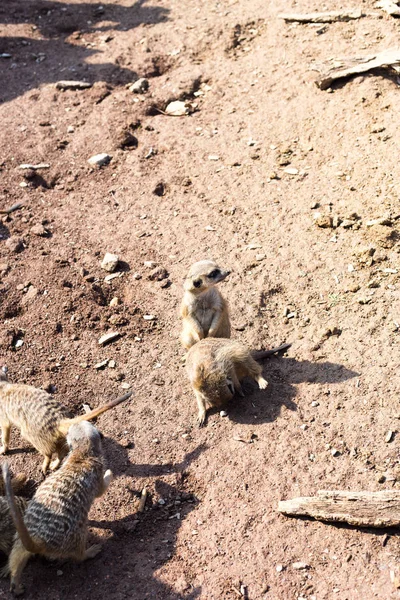 Sebuah meerkat keluarga besar di kebun binatang — Stok Foto