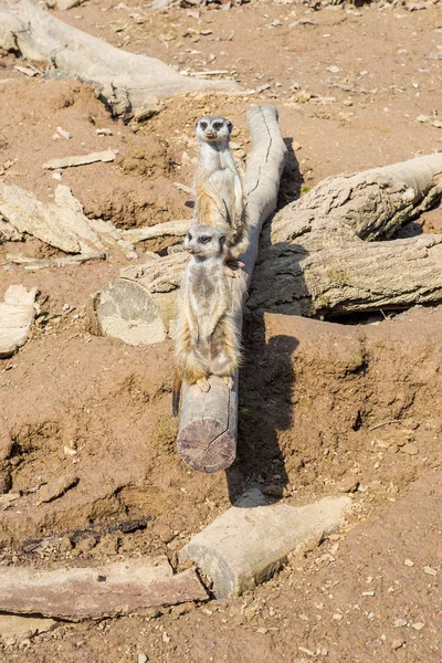 Une grande famille suricate est dans un zoo — Photo