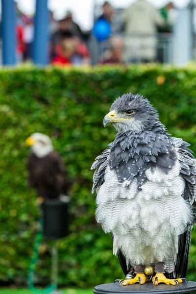 The eagle looks at the spectators from different angles and wait