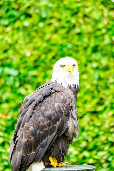 The eagle looks at the spectators from different angles and wait