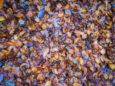 Orman zemin renkli yaprakları doldurun