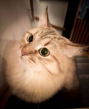 Avını üzerinde odaklanan kedi